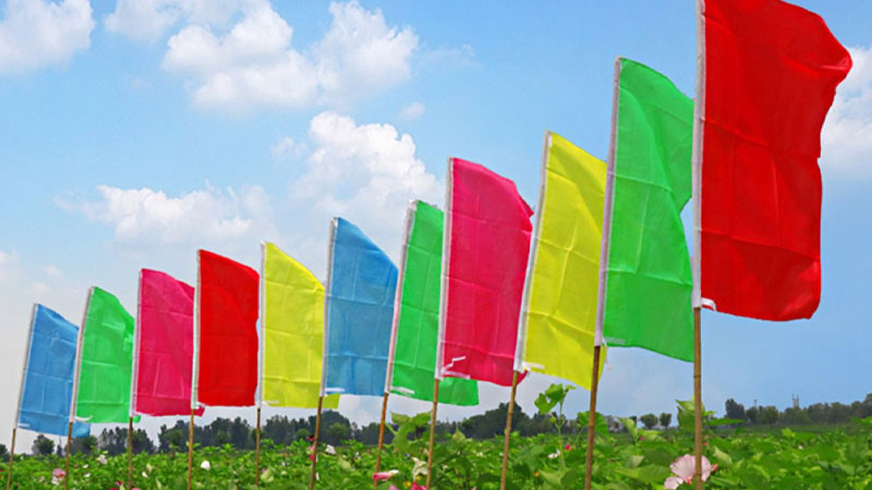 Ý nghĩa và vị trí thường treo cờ chuối